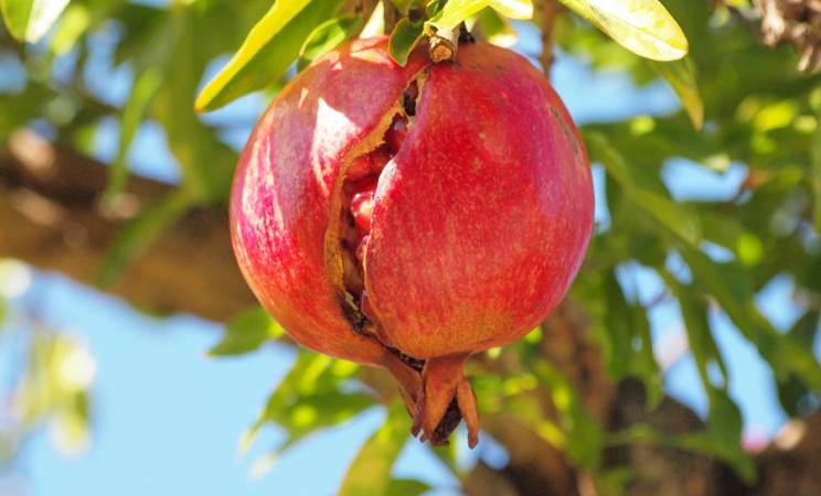 Orihuela er Europas hjem av granatepler