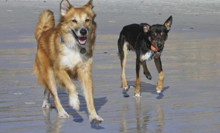 Ruff havet: Guardamar planer hundevennlig strand