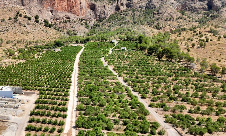 Finca Country Property - La Revente - Orihuela - Orihuela