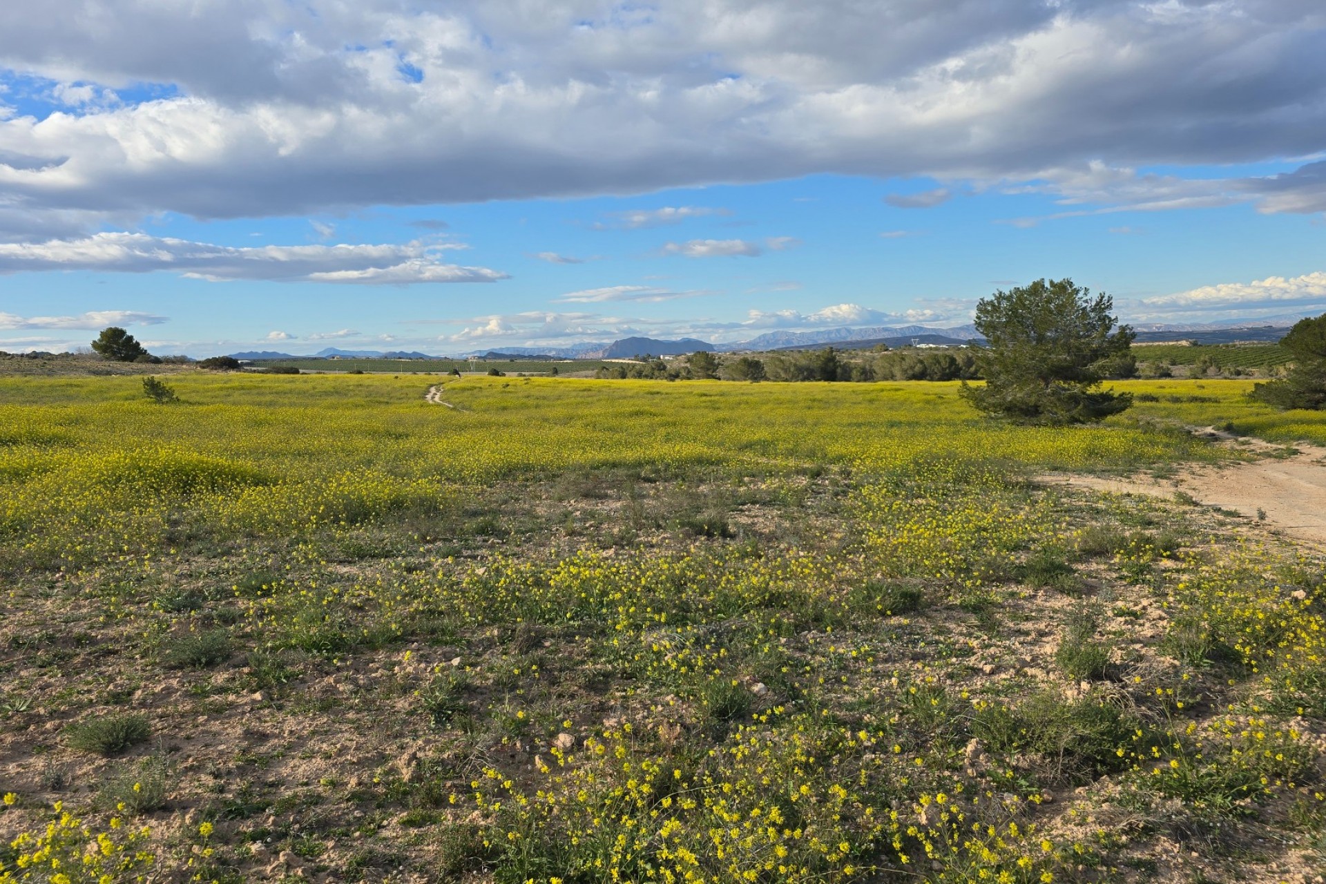 La Revente - Appartement - Orihuela Costa - Villamartin