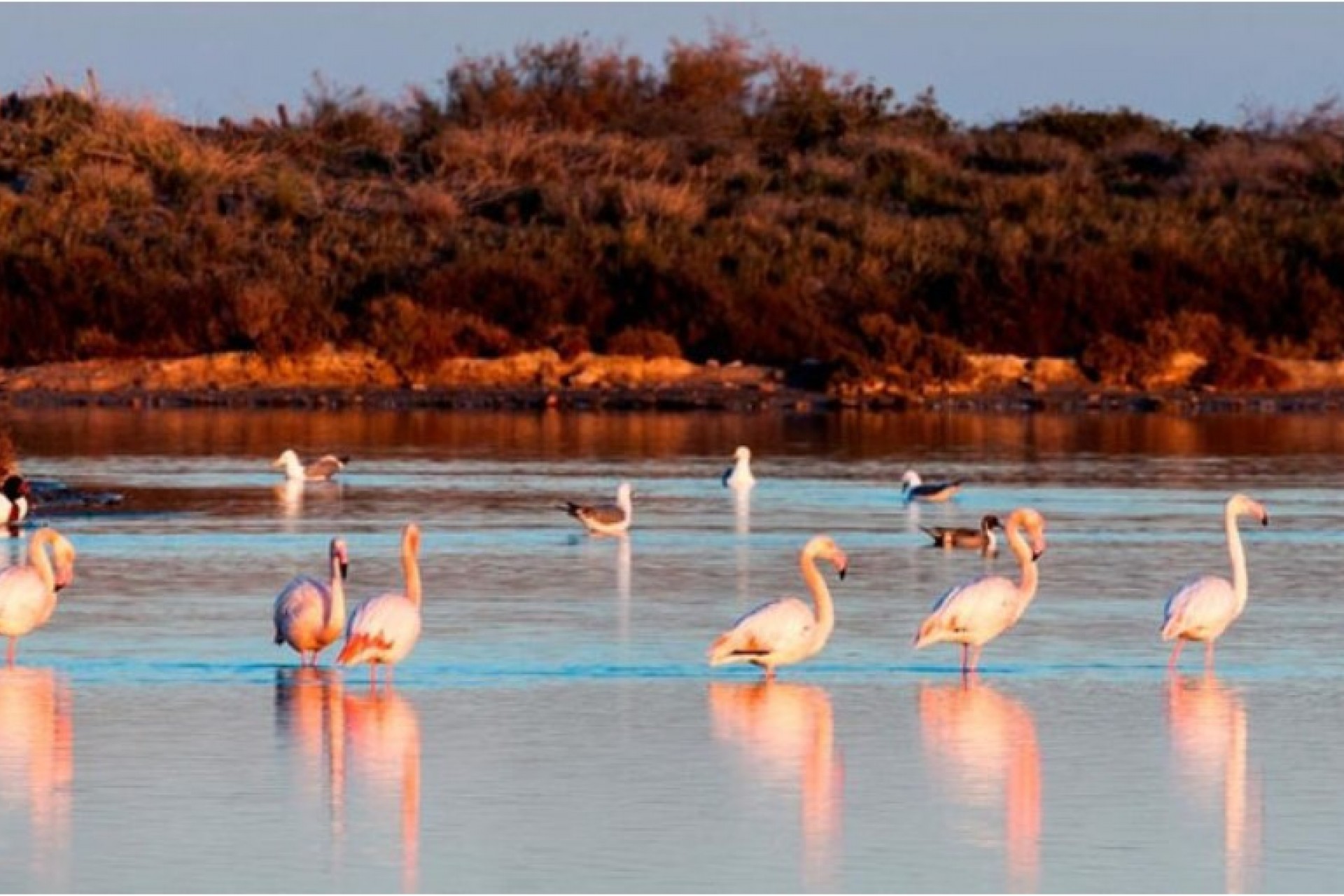 New - Detached Villa - San Pedro del Pinatar - San Pedro del Pinatar - Town