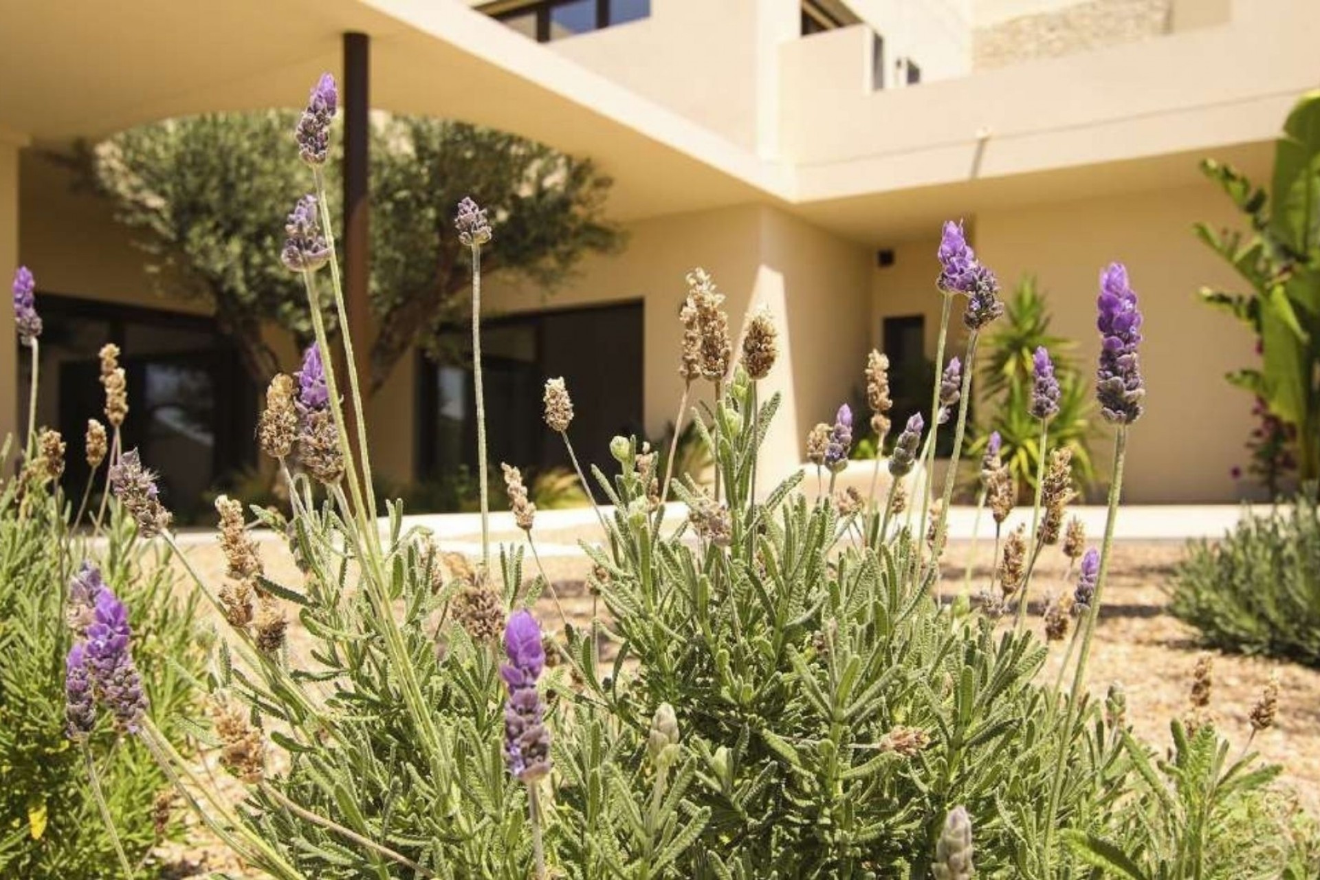Nueva - Chalet - La Marina - La Escuera