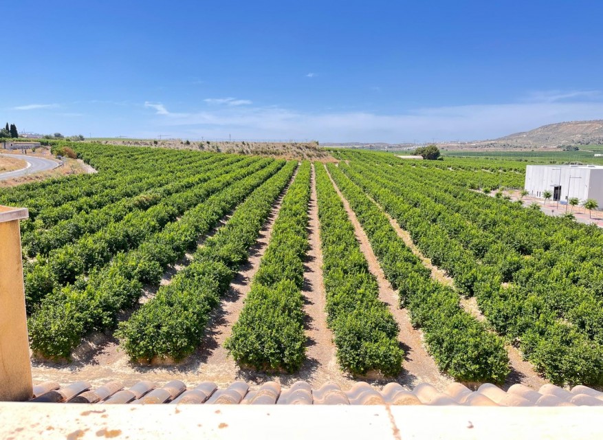 Re-Sale - Apartment - Algorfa - Algorfa - Village