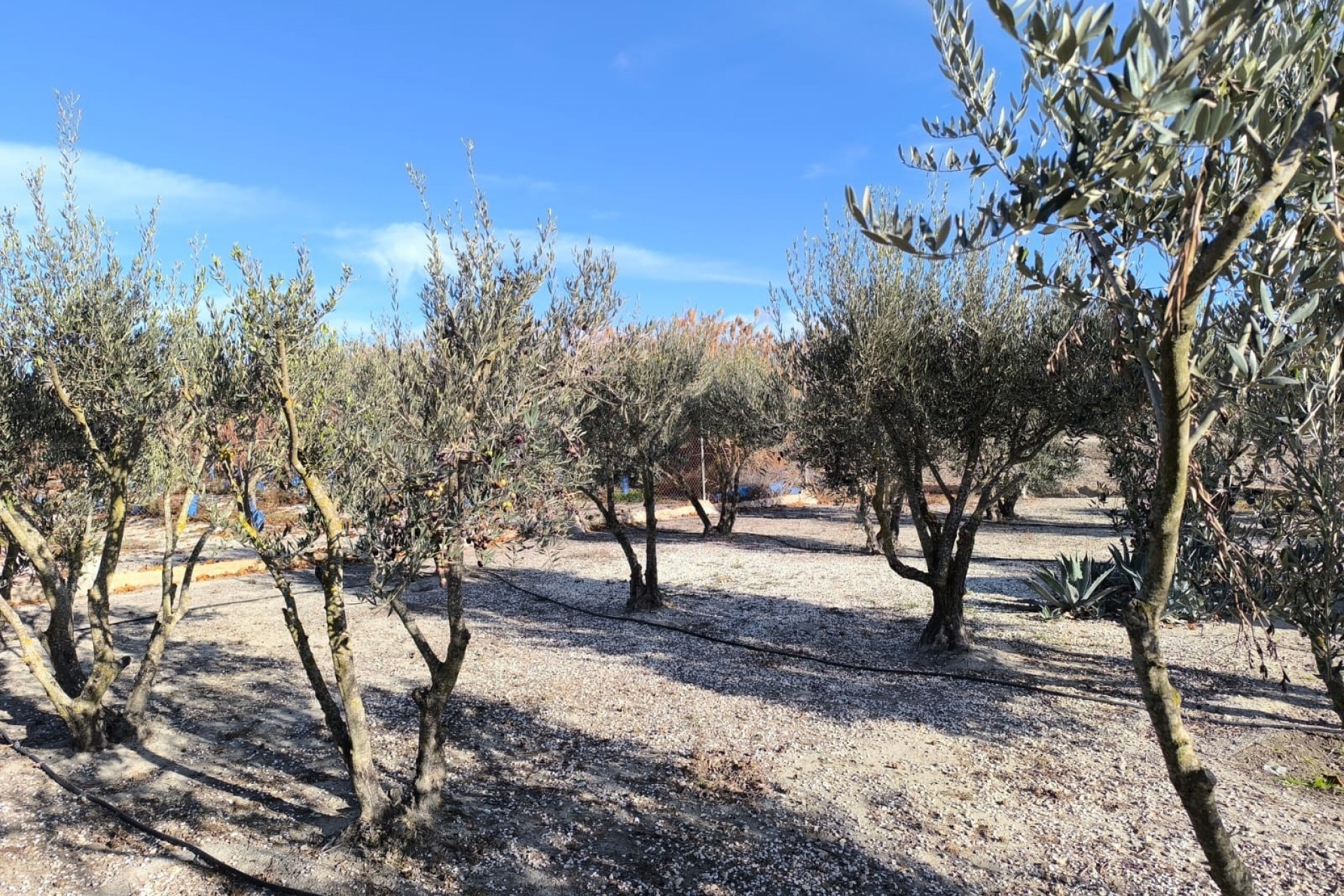 Re-Sale - Detached Villa - Villena - Rural location