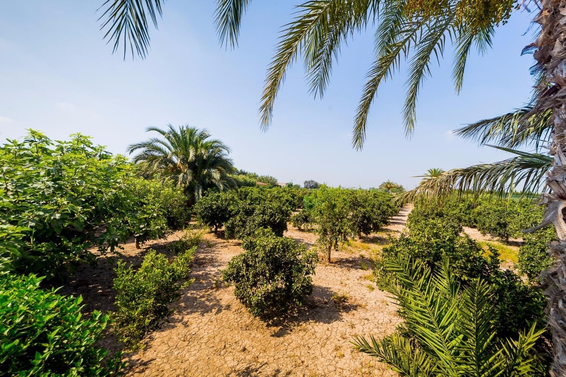 Reventa - Casa de Campo - Almoradi - Almoradi - Campo