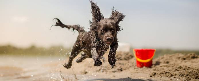 First Alicante Dog Beach Opens