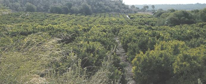 Plan pour 4000 maisons sous la loupe