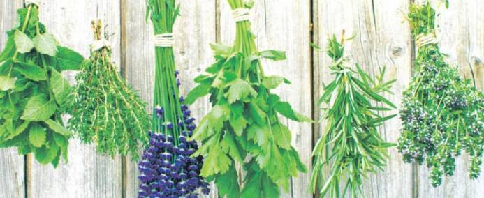 Urter essensielle i spanske hager