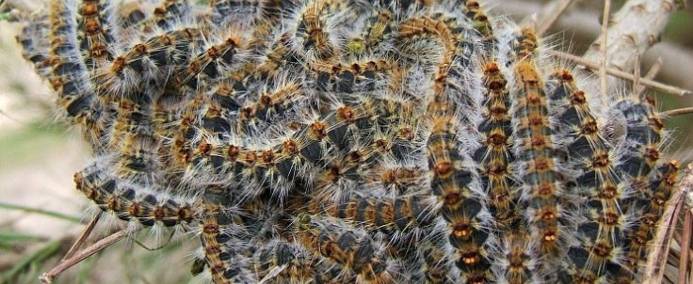 Hjelp med processionary larver