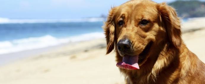 Dog Beach Santa Pola