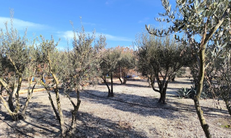 La Revente - Villa - Villena - Rural location