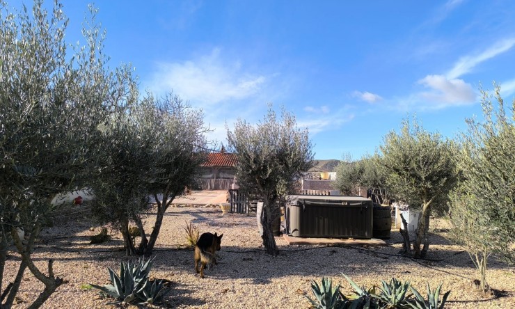La Revente - Villa - Villena - Rural location
