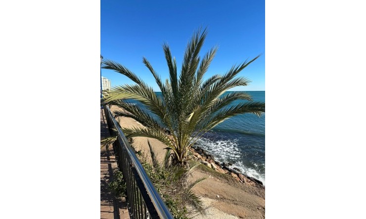 Reventa - Apartamento - Orihuela Costa - Punta Prima