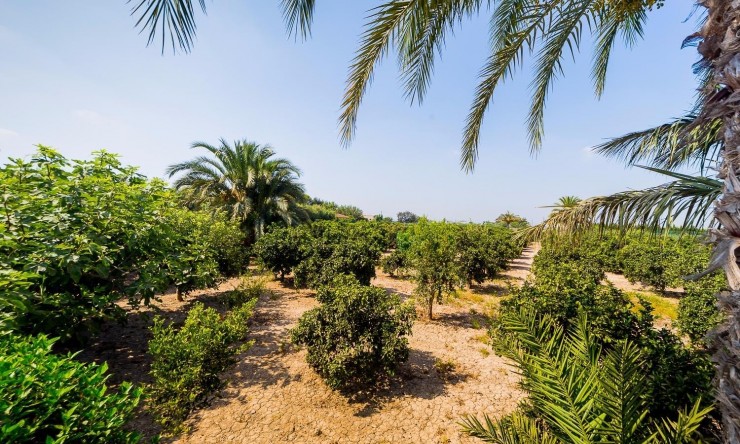 Reventa - Casa de Campo - Almoradi - Almoradi - Campo